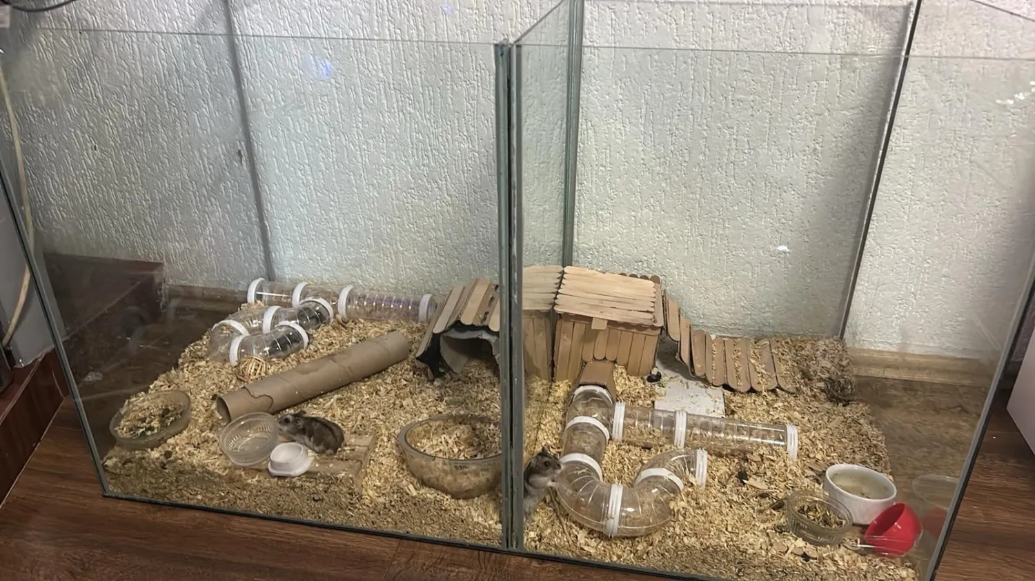 Hamsterat